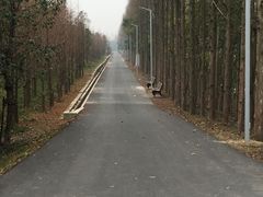 -上海长兴岛郊野公园