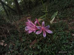 -上海佘山国家森林公园天马山园