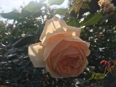 -人民公园(罗湖区)