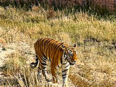 -新疆天山野生动物园