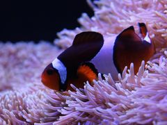 -西雅图水族馆