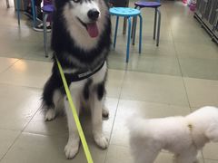 -瑞派动物医院·绝育·犬猫全科·预防医学(光景江南中店)