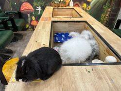 -神奇动物撸宠馆·羊驼·小浣熊·异宠(豫园店)