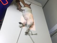 -谐和益家动物医院·免疫绝育·血液透析·宠保定点医院(高新伊藤分院)