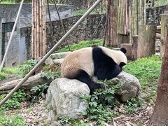 -都江堰中华大熊猫苑