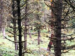 -硗碛藏寨·神木垒景区