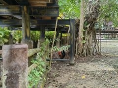 -海南槟榔谷黎苗文化旅游区