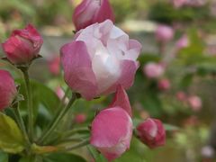 -海棠花溪(元大都城垣遗址公园)