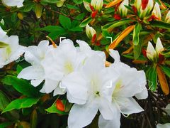 -上海滨江森林公园