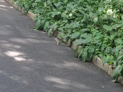 -黑龙江省森林植物园