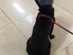 -瑞派旺宝宠物医院·犬猫全科综合·尿道专科(莲兴院)