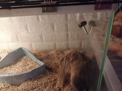 -平行世界·猫咖(首经贸店)