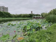 -新江湾城公园