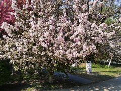 -长白岛森林公园