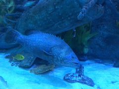 -芜湖新华联大白鲸海洋公园