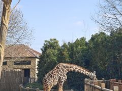 -上海野生动物园