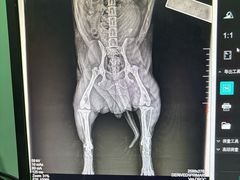 -暖阳宠物医院·犬猫康复中心·骨科