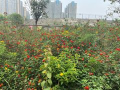 -三圣花乡旅游区