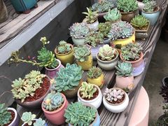 -金陵花卉交易市场