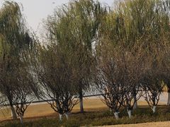 -滨江生态公园
