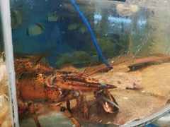 -鑫渔港海鲜本地菜·山海关浑锅(东戴河店)