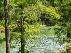 -广州白江湖森林公园