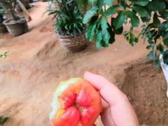 -北戴河集发农业梦想王国