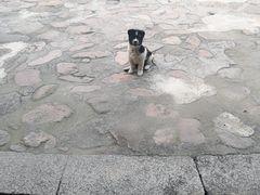 -福建土楼（华安）旅游区•大地土楼群