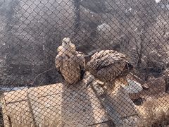 -青藏高原野生动物园