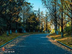 -铁山坪森林公园