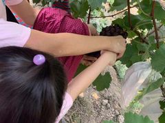 -马陆小张葡萄园农家乐