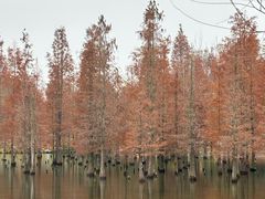 -白鹭湾湿地公园