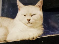 -爱贝特动物医院·猫口炎专科