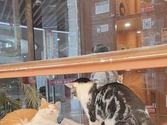 -米乐乖乖猫咪咖啡馆·猫咖(深圳湾后海汇店)