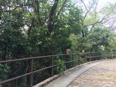 -狮子山郊野公园