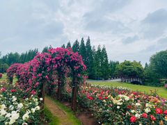 -上海滨江森林公园