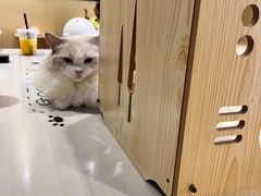 -藏猫猫咖啡主题馆(中央大道店)