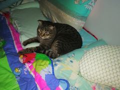 -纳吉亚猫专科动物诊疗中心(蒋宅口分院)
