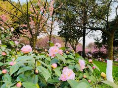 -南山植物园