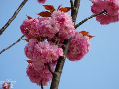 景点-石老人观光园