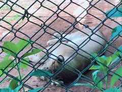 -海南热带野生动植物园