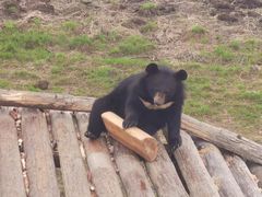-黑瞎子岛探秘野熊园
