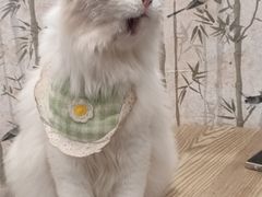 -楼上猫咖(罗湖店)