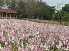 -厦门园林博览苑