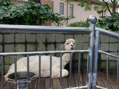 -上海崇明金茂凯悦酒店