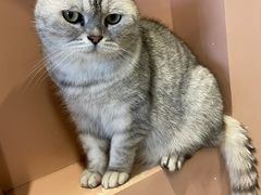 -猫儿山۰猫主题餐厅