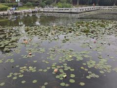 -金银湖国家城市湿地公园