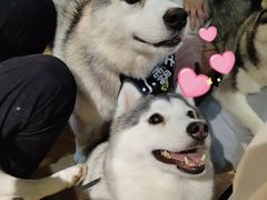 -Husky Go! 哈士奇体验馆·宠物咖啡厅狗咖
