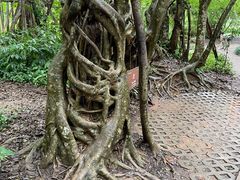 -中国科学院西双版纳热带植物园