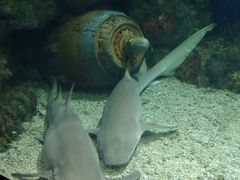 -上海海昌海洋公园